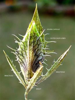 Bract, Bracteoles and Outer Calyx